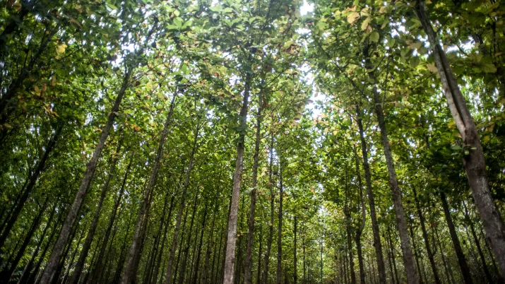 Proparco Mexique Plantations forestières Proteak