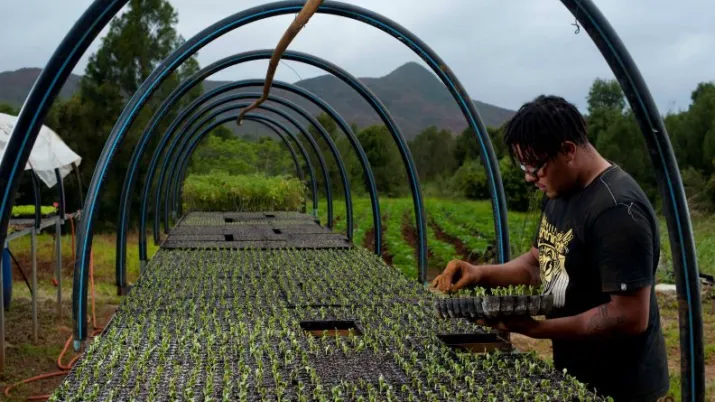 Exploitation d'agroforesterie dans le sud de la Nouvelle-Calédonie